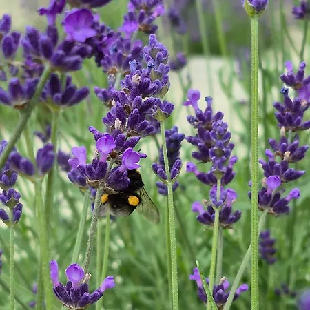 Appartamento Luna Luxury - Z Sauna I Jacuzzi *