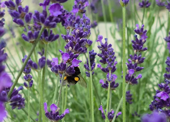 Daire Luna Luxury - Z Sauna I Jacuzzi *